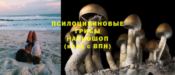 стаф Инта
